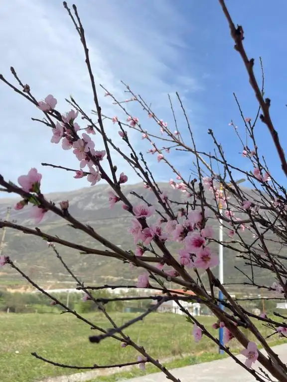 img_id_539277.webp