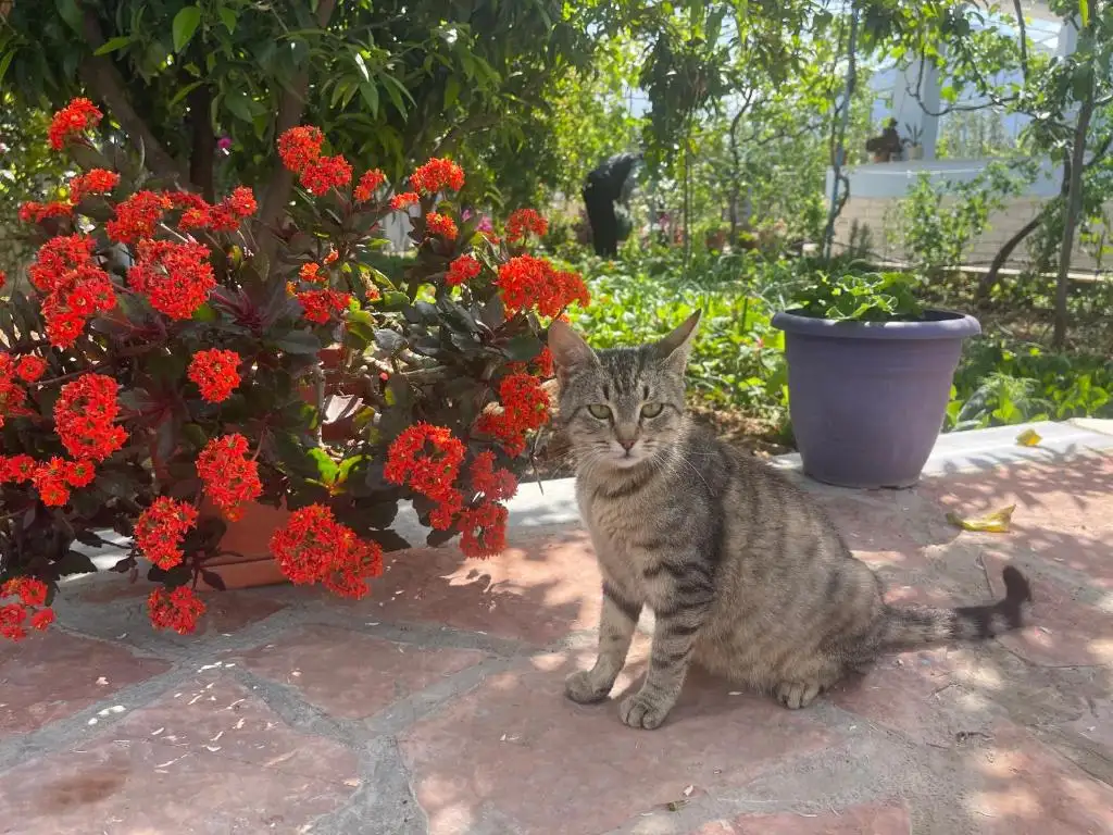 img_id_539282.webp