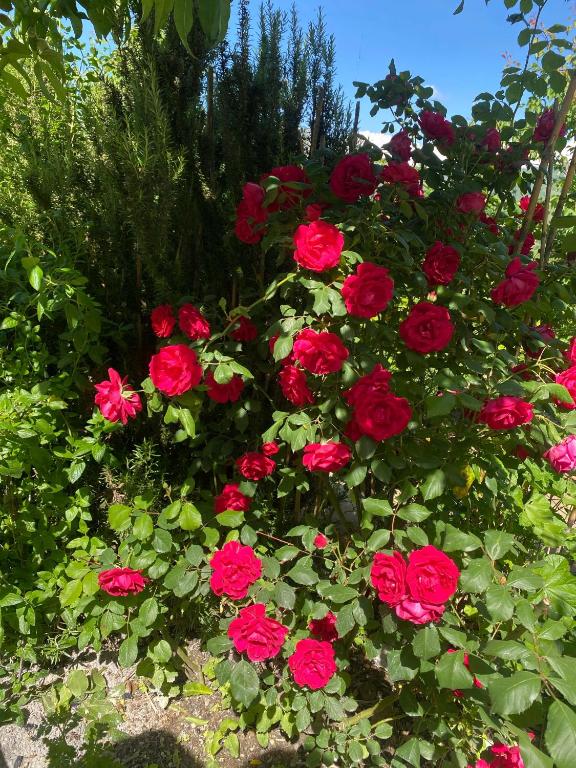 img_id_861836.jpg