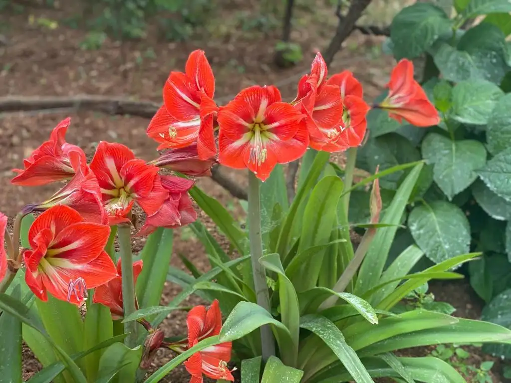 img_id_543467.webp