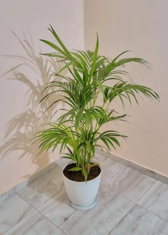 img_id_580393.webp