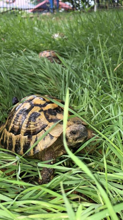 img_id_824206.jpg