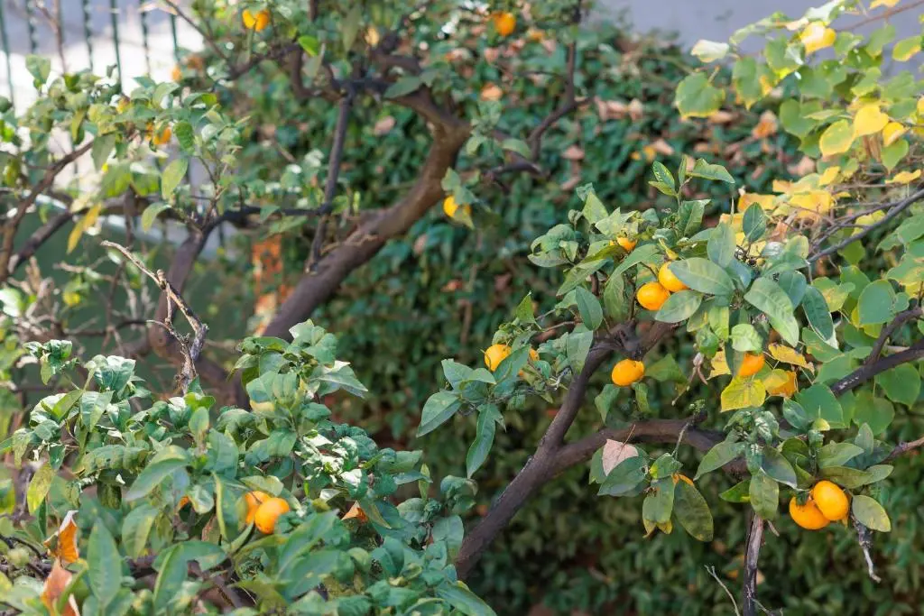 img_id_845953.webp