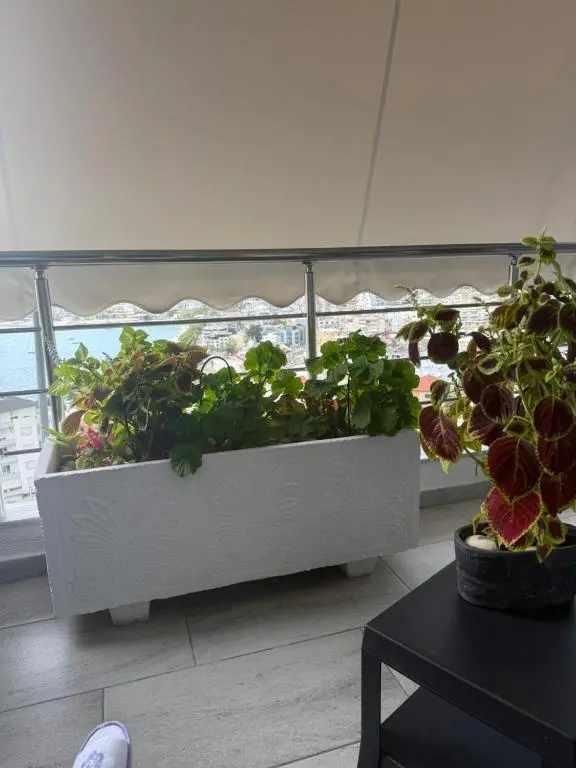 img_id_706131.webp