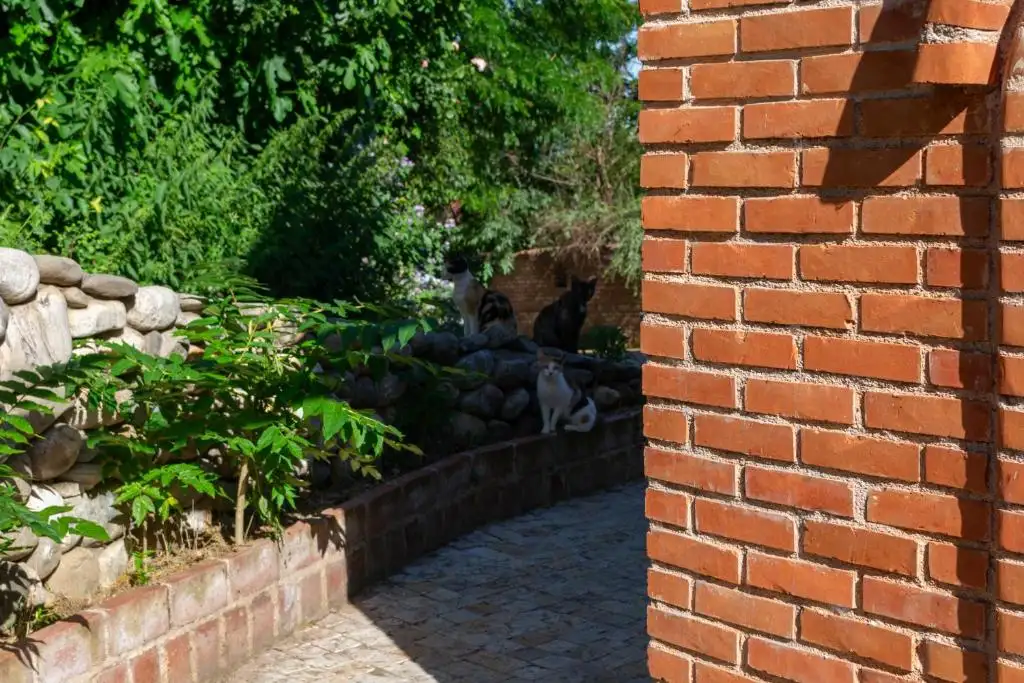 img_id_720483.webp