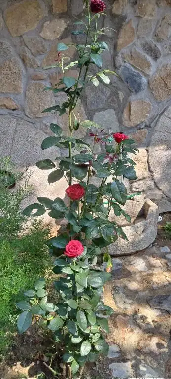 img_id_725932.webp