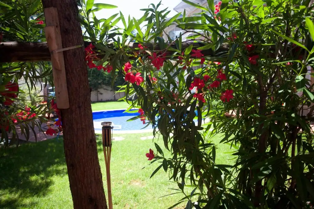 img_id_729108.webp