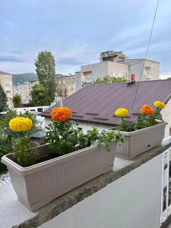 img_id_730204.webp