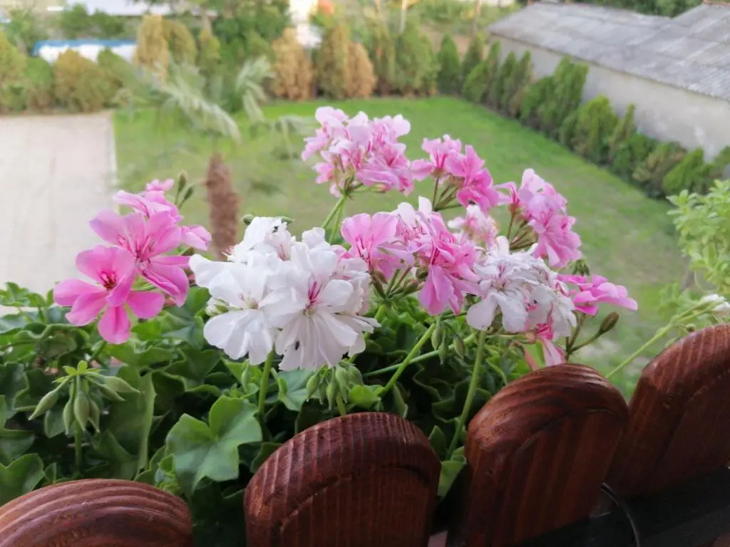 img_id_732743.webp