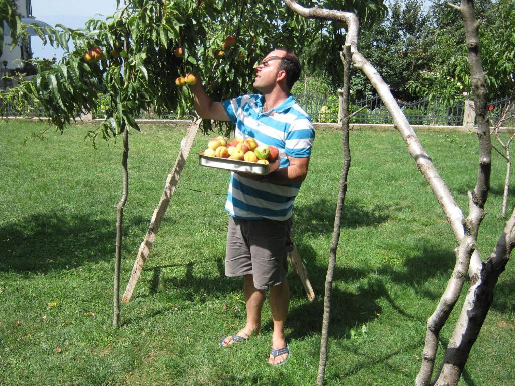 img_id_809580.jpg