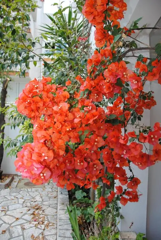 img_id_1538528.webp