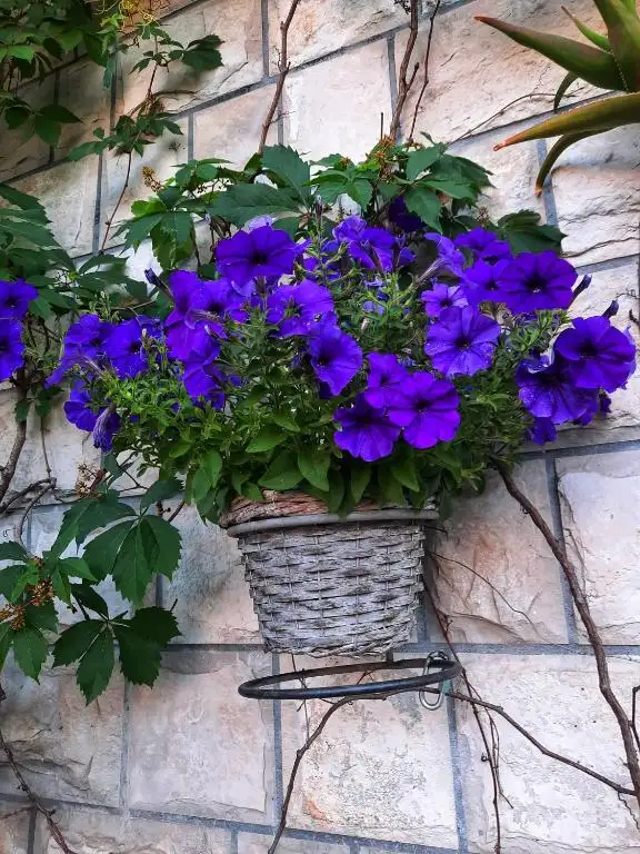 img_id_741725.webp