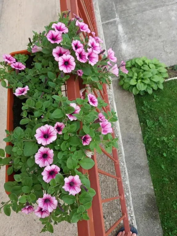 img_id_742552.webp