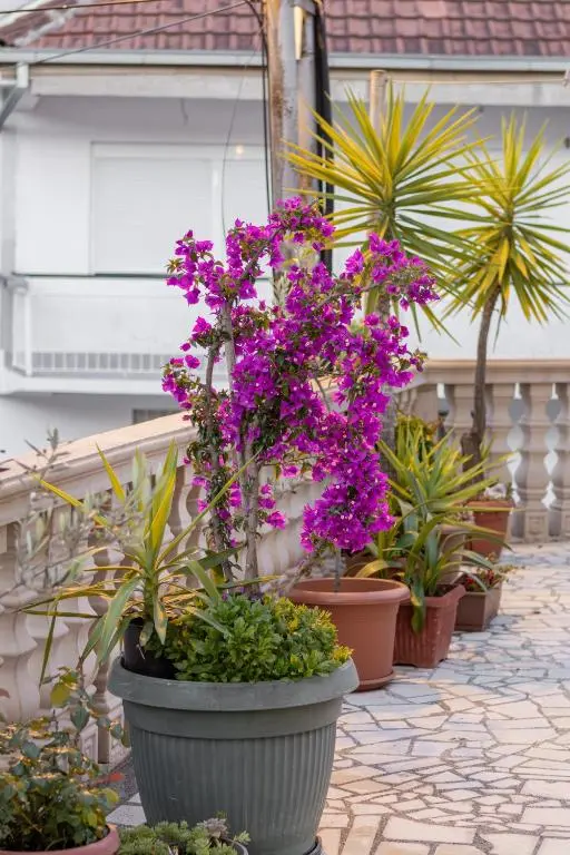 img_id_750819.webp