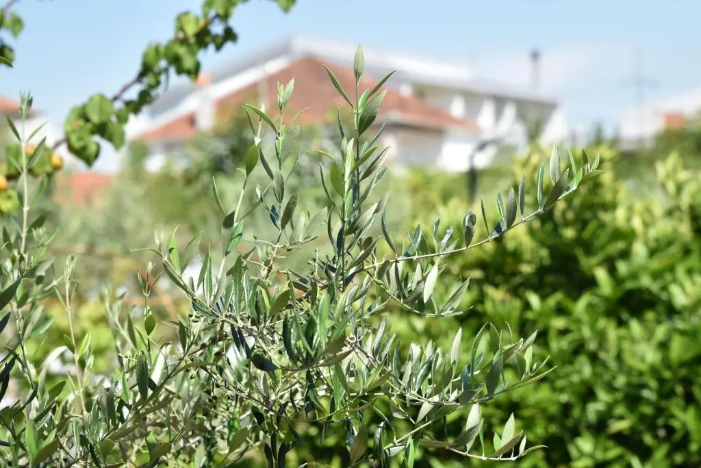 img_id_751706.webp