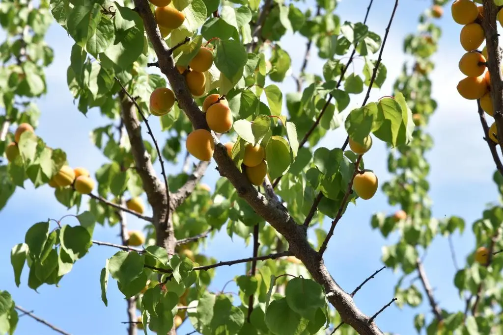 img_id_751708.webp