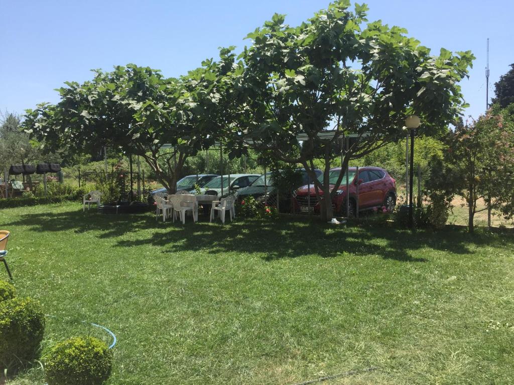 img_id_765589.jpg