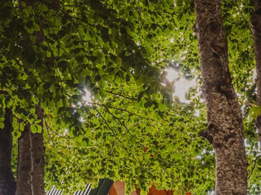 img_id_765809.jpg