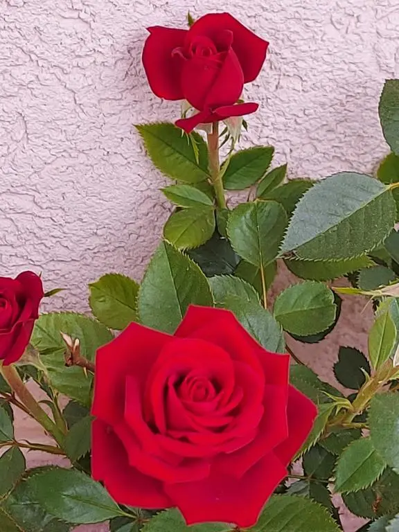 img_id_770406.webp
