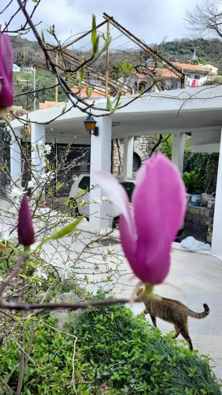 img_id_770922.webp