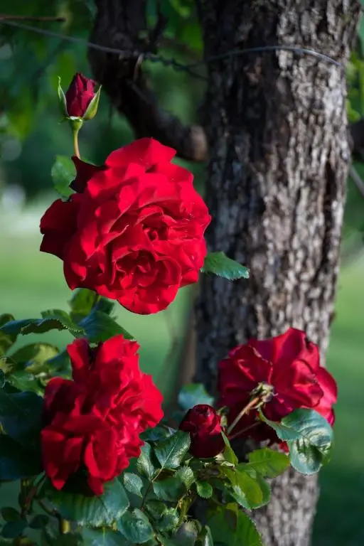 img_id_783914.webp