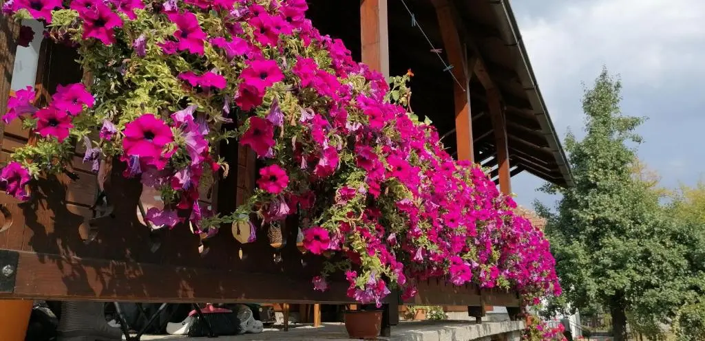 img_id_785668.webp