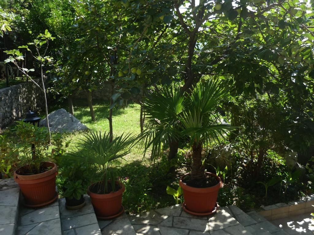 img_id_794717.jpg