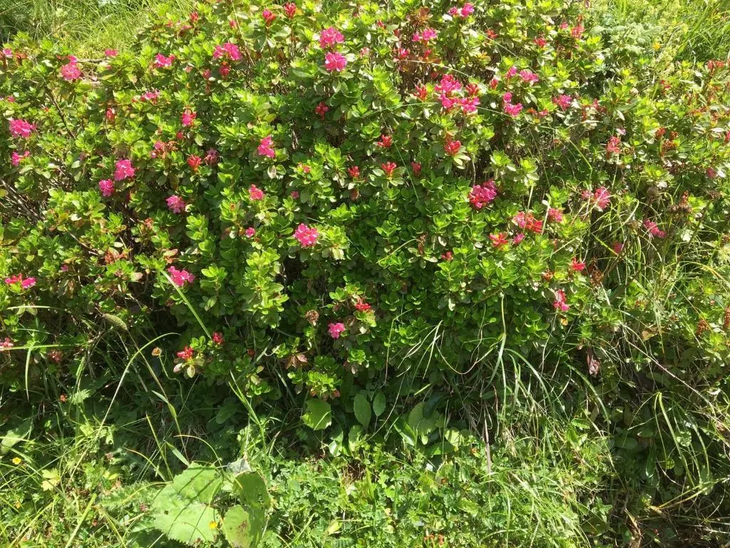 img_id_991001.webp