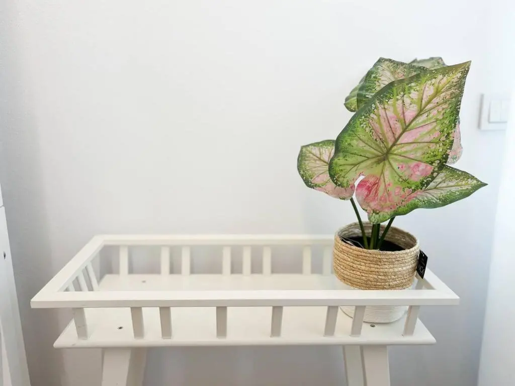 img_id_1086240.webp