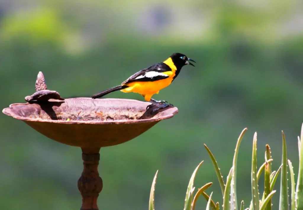 img_id_1102907.webp