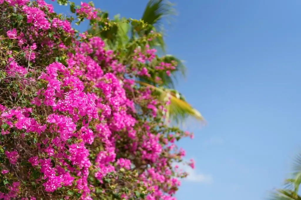 img_id_1103204.webp
