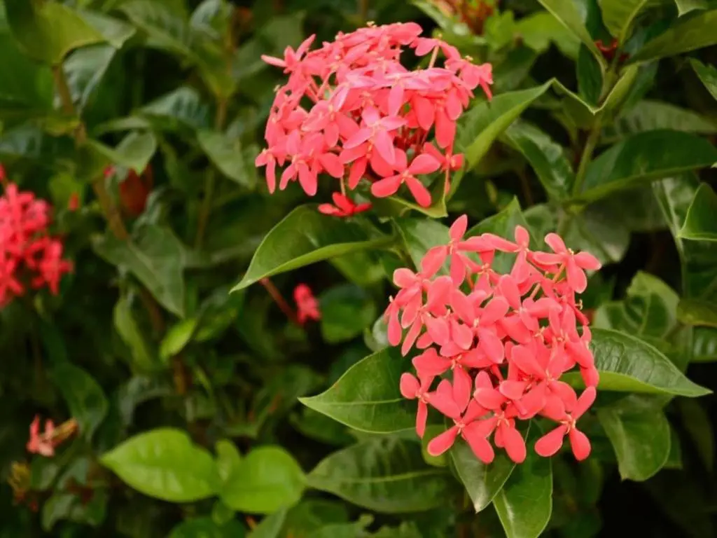 img_id_1106597.webp