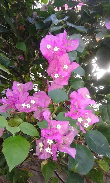 img_id_1108885.webp