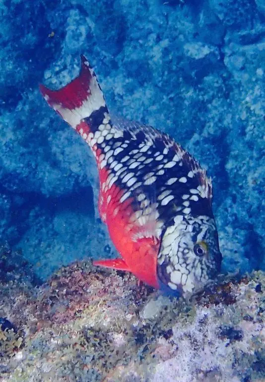 img_id_1108897.webp