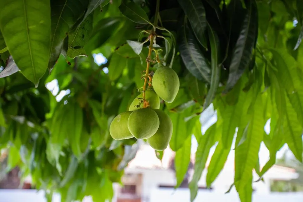 img_id_1115176.webp