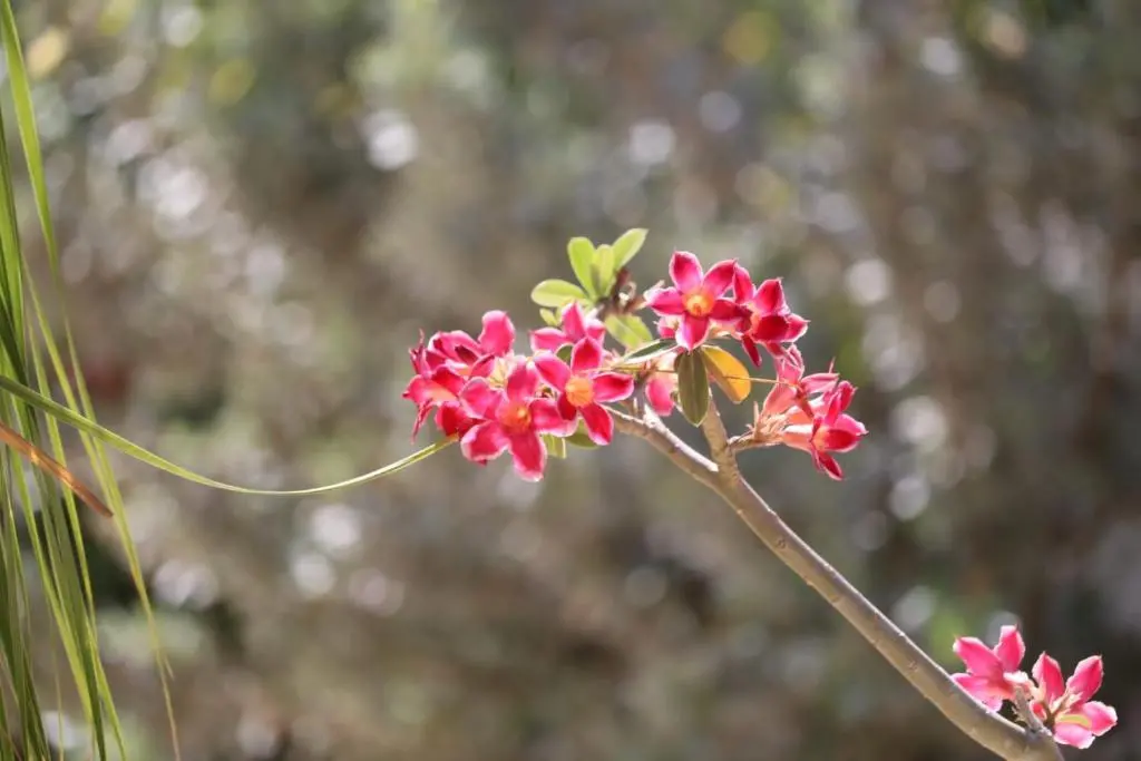 img_id_1116427.webp
