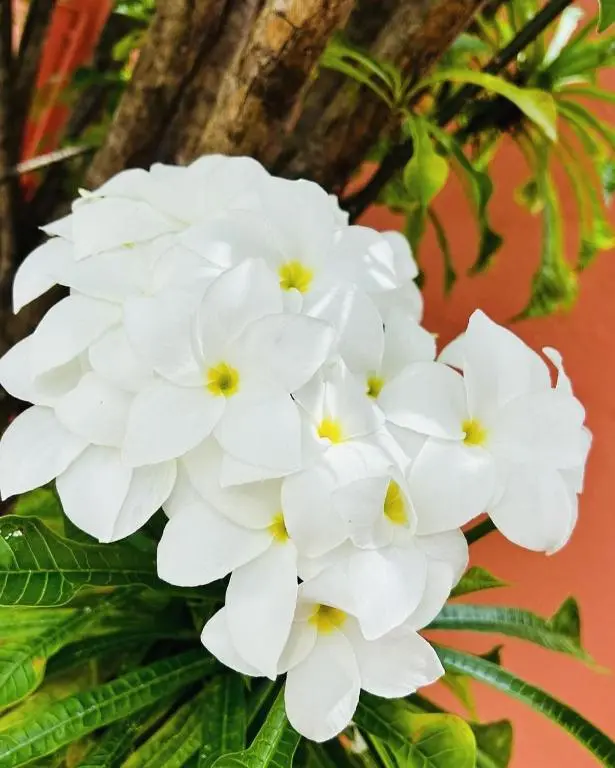 img_id_1116708.webp