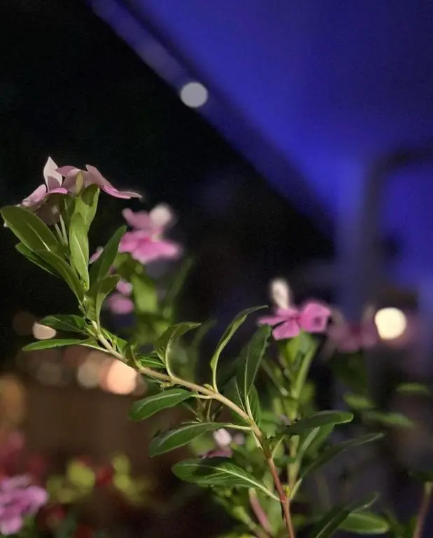 img_id_1116711.webp
