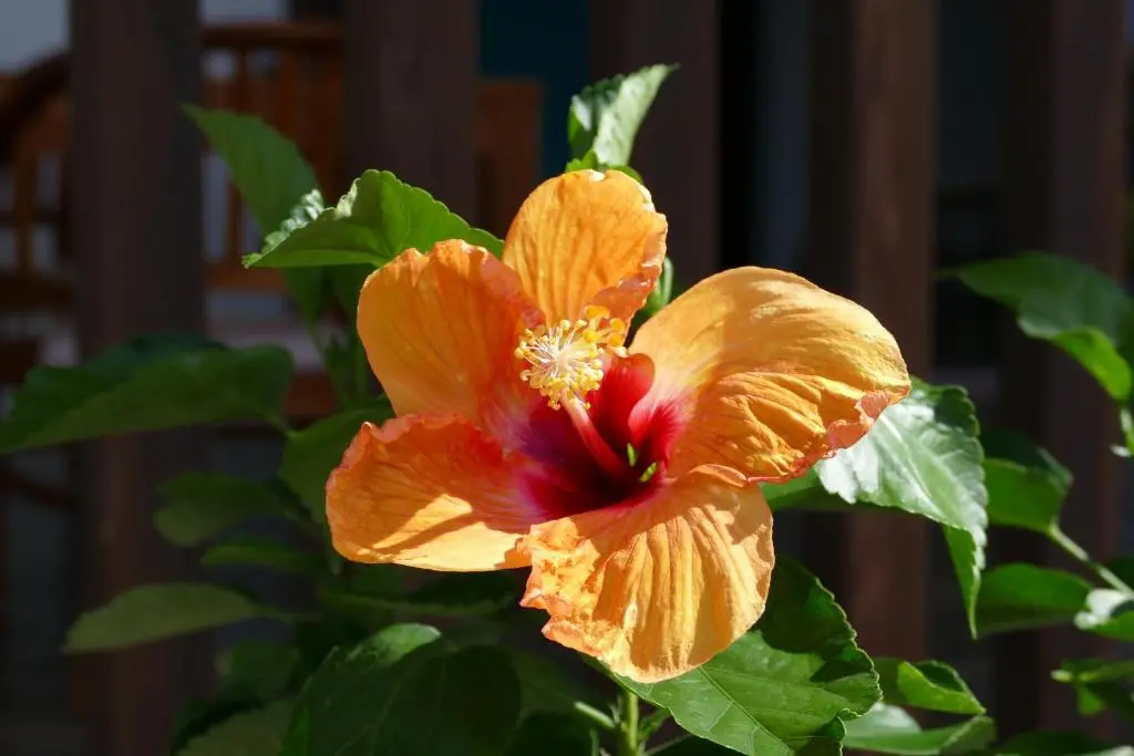 img_id_1117079.webp