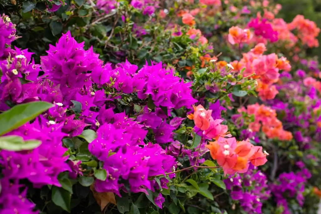 img_id_1123870.webp