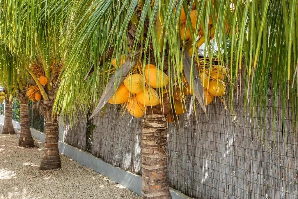 img_id_1126274.webp