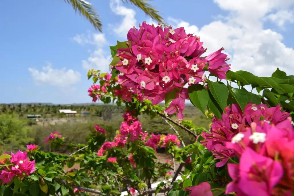 img_id_1126535.webp