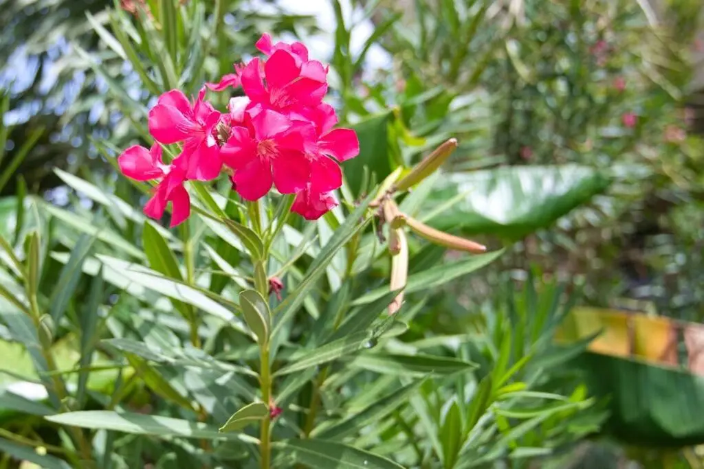 img_id_1126747.webp