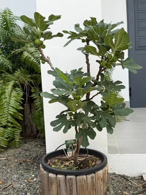 img_id_1127018.webp