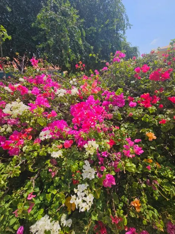 img_id_1133540.webp