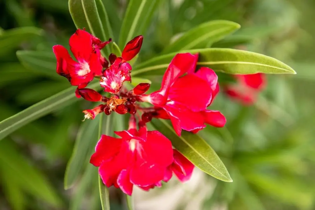 img_id_1137604.webp