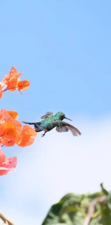 img_id_1139385.webp