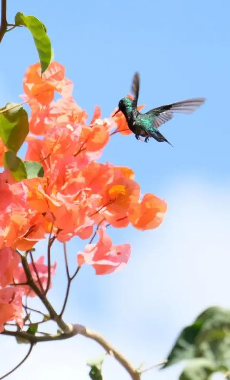 img_id_1139386.webp