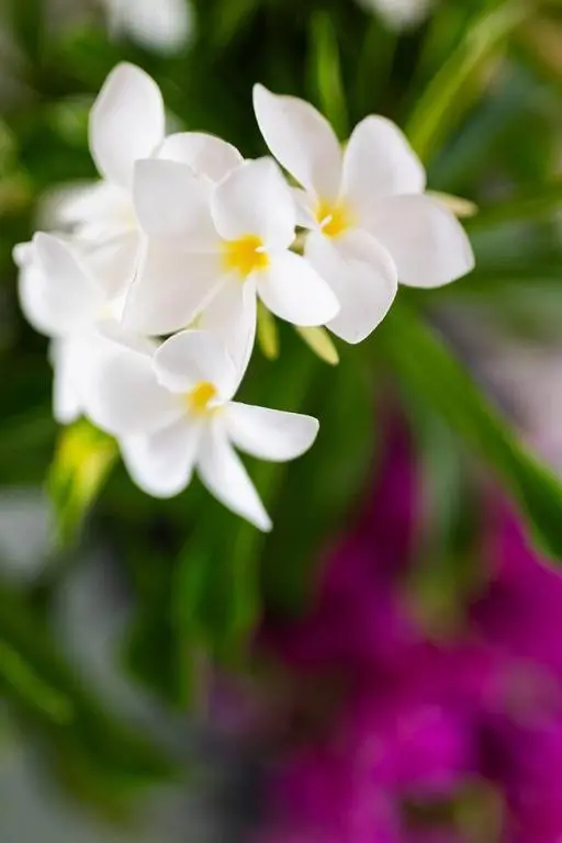 img_id_1147983.webp