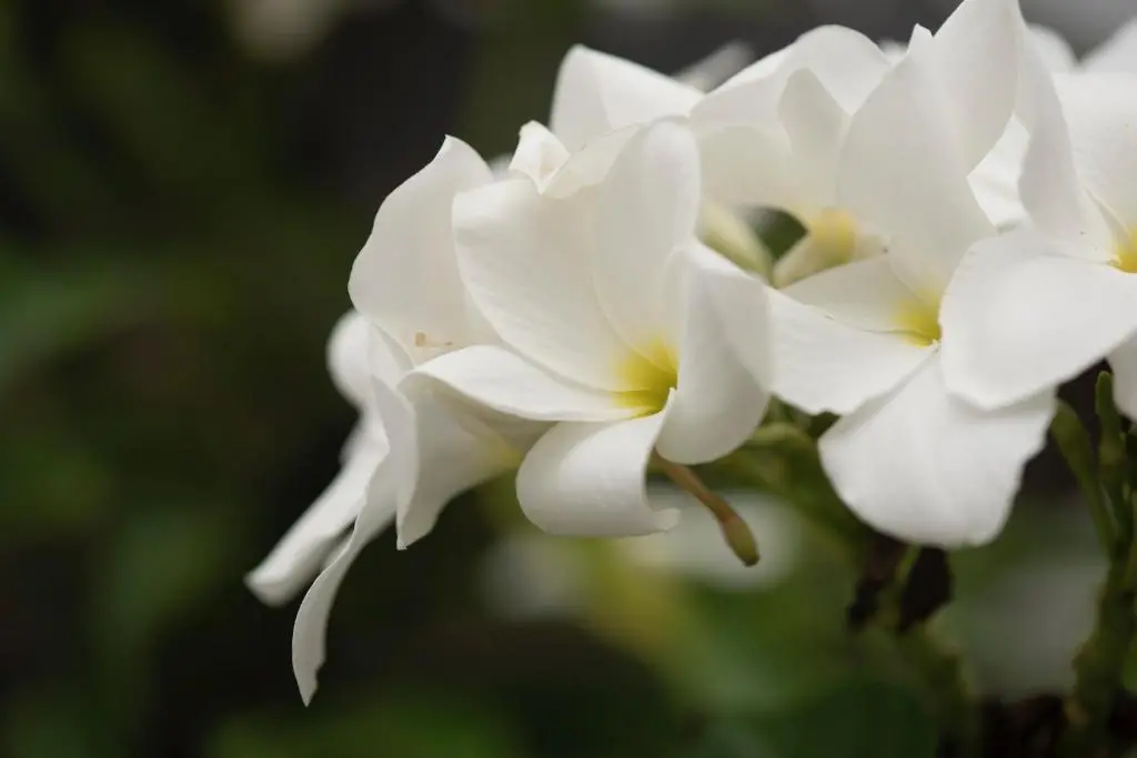 img_id_1148626.webp
